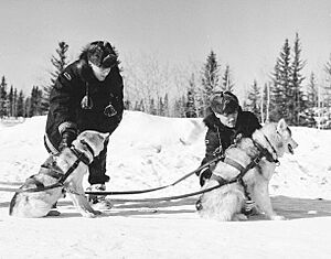 Archivo:Rcmp sled dogs 1957