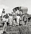 Recol·lectores de cebes, 1947 (La força de la dona-País Valencià)