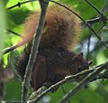 Sciurus pyrrhinus-JMM-Pozuzo-20.06.2015