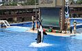Shamu with trainer