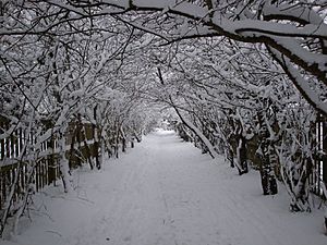 Archivo:Snow in bushy park