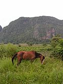 Szene im Valle des Vinales, Kuba.jpg