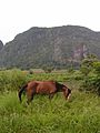 Szene im Valle des Vinales, Kuba