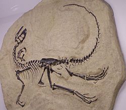 Archivo:Tanycolagreus skeletal reconstruction