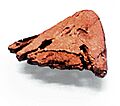 Tiktaalik skull rear