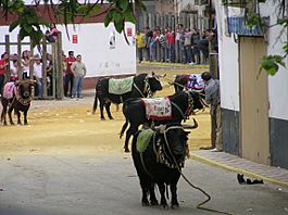 Archivo:Toros en la Plaza de San Marcos