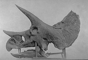 Archivo:Triceratopsskull