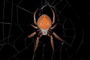 Archivo:Tropical orb weaver (Eriophora ravilla)