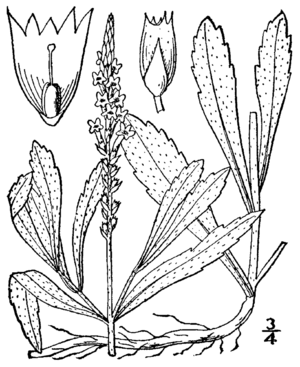 Archivo:Verbena simplex BB-1913