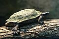 Waldbachschildkroete-01