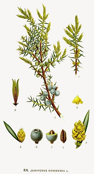 Archivo:497 Juniperus communis