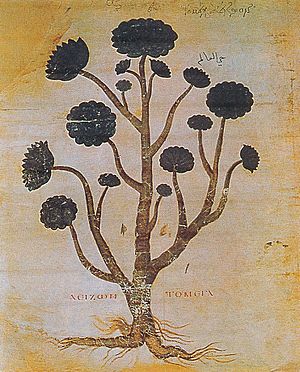 Archivo:Aeizon to Mega Aeonium arboreum