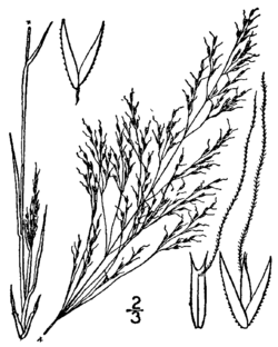 Agrostis elliottiana BB-1913.png