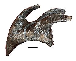 Archivo:Ajkaceratops