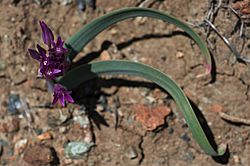 Allium falcifolium.jpg