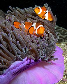 Archivo:Anemone purple anemonefish
