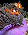 Anemone purple anemonefish