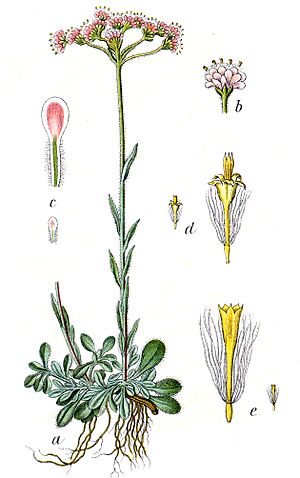 Archivo:Antennaria dioica Sturm28