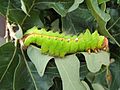 Antheraea pernyi 6th instar 6 sjh