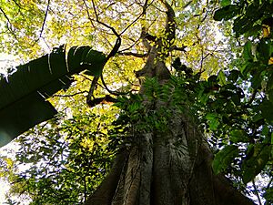 Archivo:Arbol gran cucharon (Henri Pittier, Venezuela)