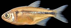 Astyanax powelli.jpg