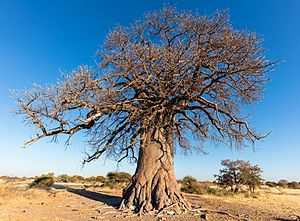 Archivo:Baobab (Adansonia digitata), parque nacional Makgadikgadi Pans, Botsuana, 2018-07-30, DD 10