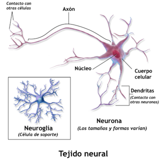 Blausen 0672 NeuralTissue-es.png
