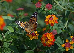 Archivo:Butterfly Painted Lady (Vanessa cardui) on Lantana camara. Rhodes, Greece