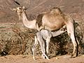 Camelcalf-feeding