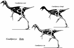 Archivo:Caudipteryx