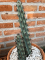 Cereus aethiops4