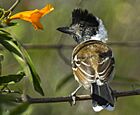 Collared Antshrike - South Ecuador S4E9726 (16822050451) (cropped).jpg