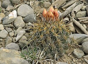 Archivo:Coryphantha vaupeliana 3