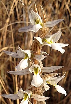 Deiregyne eriophora - cropped.jpg