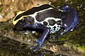Dendrobates.tinctorius.7037