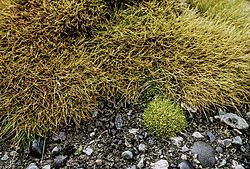 Archivo:Deschampsia antarctica and Colobanthus quitensis