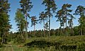 Eerbeek, de Veluwe bij de Imboschweg-het Eerbeekse voetpad IMG 3209 2018-05-09 10.34
