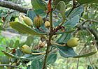 Eucryphia cordifolia, fruit (8661827246).jpg