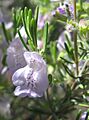 False Rosemary