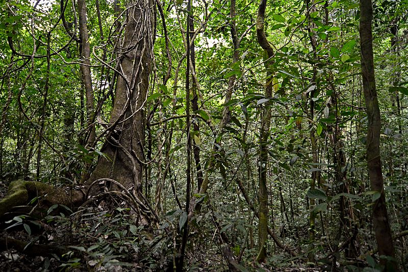Flickr - ggallice - Rainforest (1)