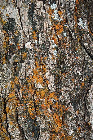 Archivo:Gambel oak bark