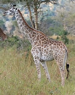 Giraffe Mikumi National Park.jpg