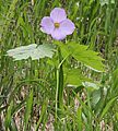 Glaucidium palmatum 0a4