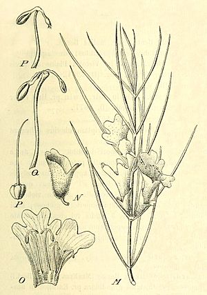 Archivo:Hemigenia macphersoni - plantillustrations-001