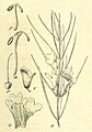 Hemigenia macphersoni - plantillustrations-001