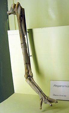 Archivo:Hesperornis gracilis