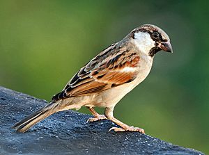 Archivo:House Sparrow (M) I IMG 7881