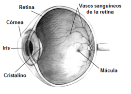 Archivo:Human eye cross-sectional view grayscale-es