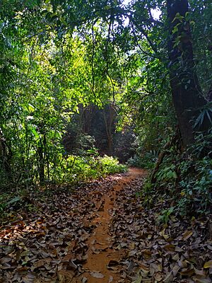 Archivo:Leafy trail (51374324472)