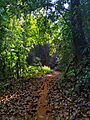 Leafy trail (51374324472)